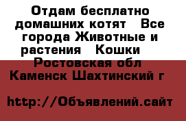 Отдам бесплатно домашних котят - Все города Животные и растения » Кошки   . Ростовская обл.,Каменск-Шахтинский г.